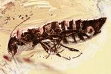Detailed Fossil Rove Beetle (Euaestethinae) in Baltic Amber #357773-1